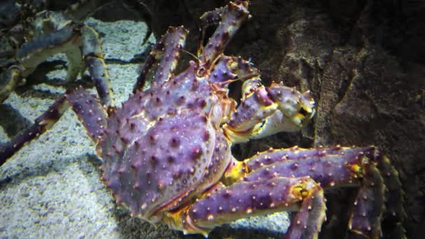 The Giant Kamchatka crabs in a public aquarium. Purple color, close up — Stock Footage Giant Kamchatka Crabs Public Aquarium Purple Color Close Royalty Free Stock Video