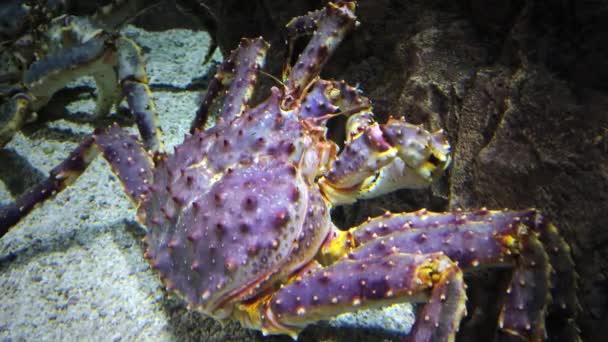 Gigantische Kamtsjatka Krabben Een Openbaar Aquarium Paarse Kleur Close — Stockvideo