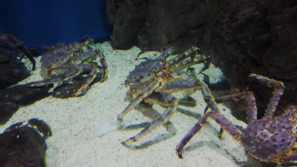 Drie Gigantische Kamtsjatka Krabben Een Openbaar Aquarium — Stockvideo