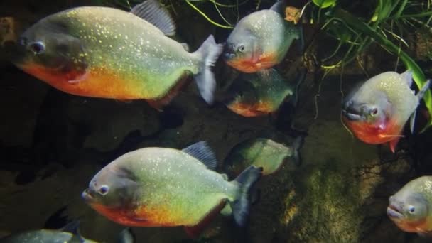 Muitas Piranhas Aquário — Vídeo de Stock