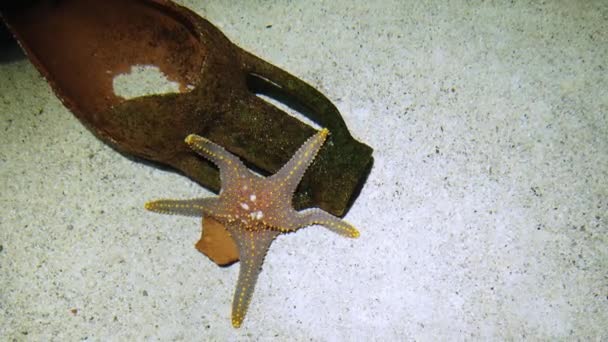 Orange Starfish Dobó Homokban Egy Nyilvános Akváriumban — Stock videók