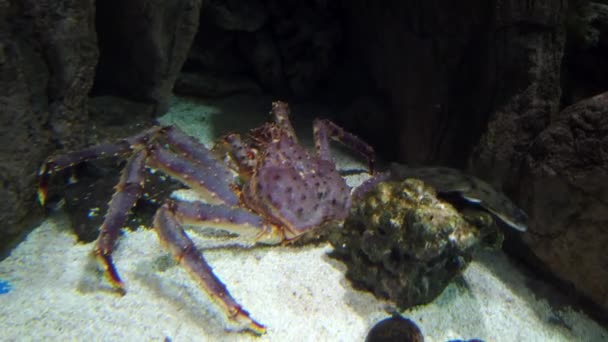 公共の水族館で巨大なカムチャツカカニ — ストック動画