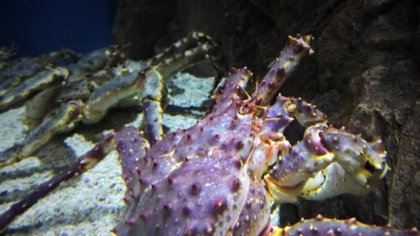 Les Crabes Géants Kamchatka Dans Aquarium Public Gros Plan — Video