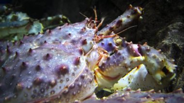 Halka açık bir akvaryumdaki Dev Kamçatka yengeci. Makro görünümü, Kapat. Sinematik görünüm
