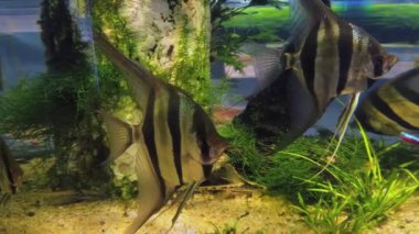 Akvaryumda üçgen balıklar. Yakın çekim