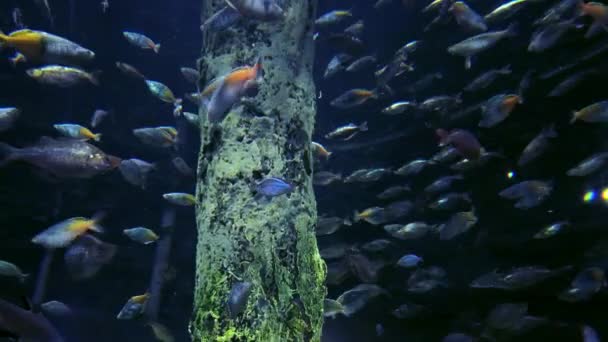 Poissons Dans Grand Aquarium Public — Video