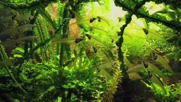 Glaswelse Einem Öffentlichen Aquarium Kryptopterus Vitreolus Siluriformes — Stockvideo