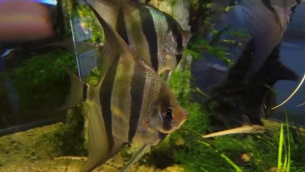 수족관에서 삼각형 물고기 — 비디오