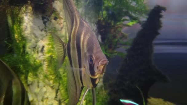 Трикутні Риби Громадському Акваріумі Крупним Планом — стокове відео