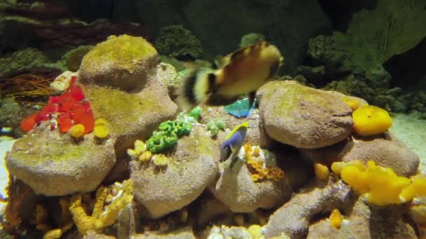 Fishes Public Aquarium Reef Background — Stock Video