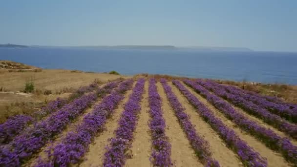 Vista Aérea Del Campo Púrpura Flores Violetas Azul Del Mar — Vídeos de Stock