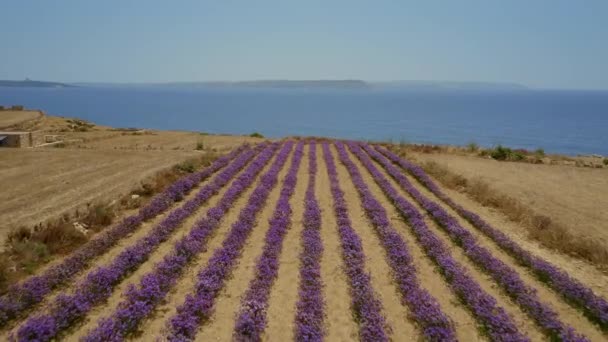 Luftaufnahme Des Feldes Von Lila Violetten Blumen Und Blauem Meer — Stockvideo