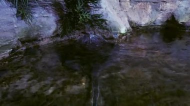 Akvaryumdaki iğneli balık. Dalgalanma ışını, Raja undulata. Kapat.