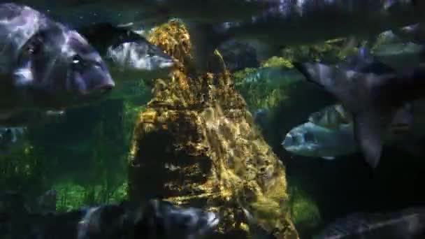 水族馆里的大鱼和珊瑚礁靠近点 — 图库视频影像