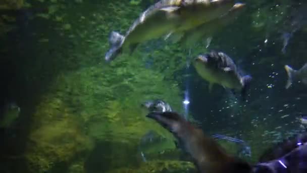 Stora Fiskar Akvariet Närbild — Stockvideo