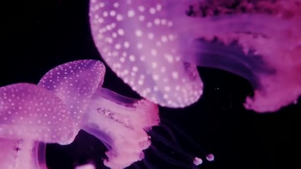 수족관에 분홍색 물고기 — 비디오