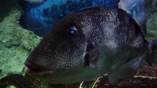 Gros Poissons Dans Aquarium Gros Plan — Video
