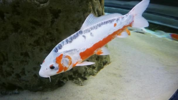 Pesce Arancione Bianco Vista Vicino Acquario — Video Stock