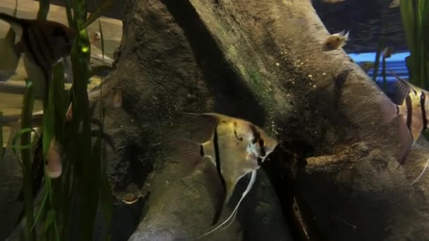 Scalare Angelfish Pterophyllum Scalare Στο Ενυδρείο — Αρχείο Βίντεο