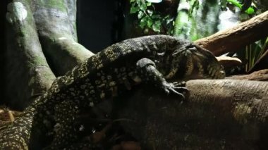 Siyah beyaz arjantin tegus kertenkelesi, Salvator merianae