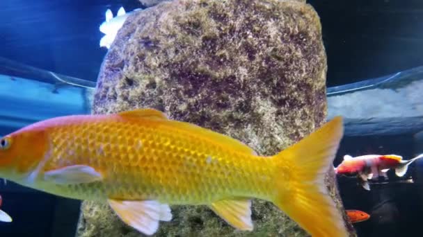 Poisson jaune, gros plan. Aquarium