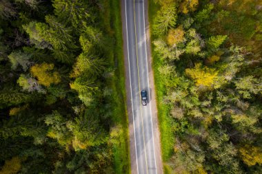Yeşil orman arasındaki otoyol üzerindeki araba manzarası. Sonbahar manzarası