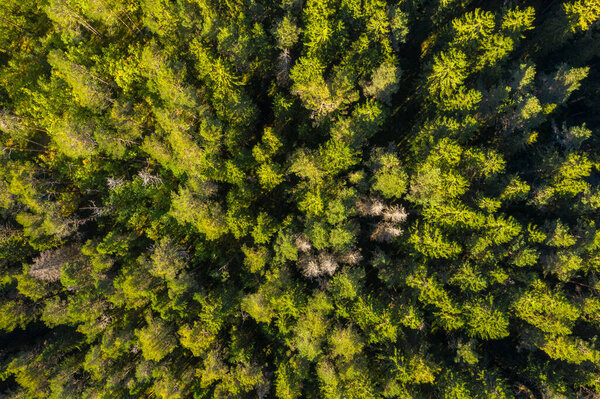 Aerial view of green forest. Autumn, Karelia, Russia.