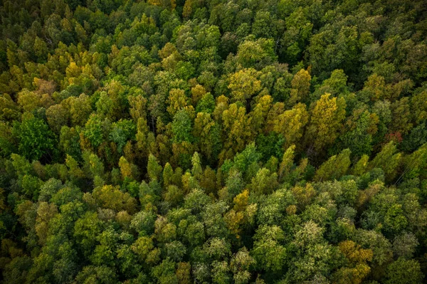 Αεροφωτογραφία Του Πράσινου Κίτρινου Δάσους Φθινόπωρο Καρέλια Ρωσία Royalty Free Εικόνες Αρχείου