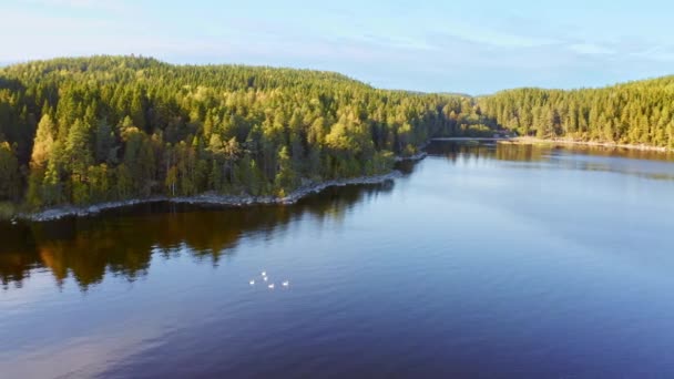 Cigni Bianchi Sul Lago Blu Vista Aerea Cielo Blu Foresta — Video Stock