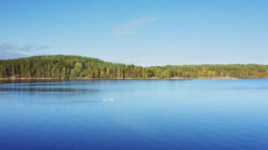 Mavi gölde beyaz kuğular. Yeşil sonbahar ormanı. Hava aracı görüntüsü. Karelia. Rusya