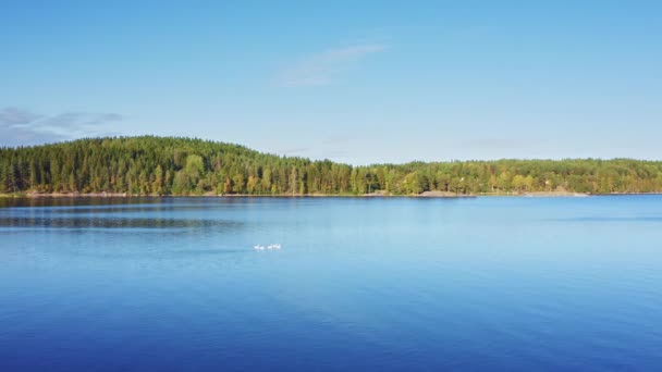 Cigni Bianchi Sul Lago Blu Verde Foresta Autunnale Veduta Aerea — Video Stock