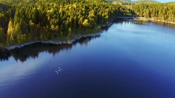 Vista Aérea Lago Azul Cisnes Floresta Verde Céu Azul Claro — Vídeo de Stock