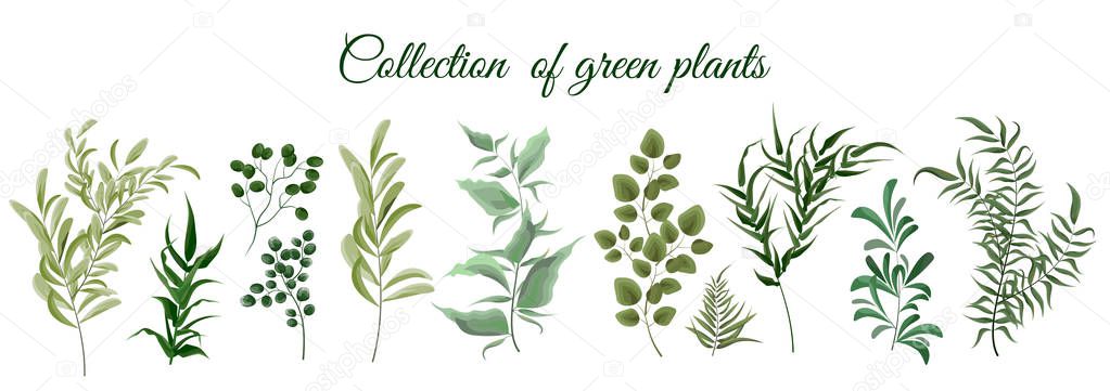 Collection of green plants. Elements for design. Vector plants.