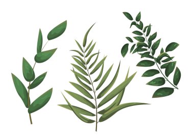 Tasarım için elementler. Vektör dalları. Suluboya tarzında vektör illüstrasyonu. Dal üzerinde yeşil yapraklar.