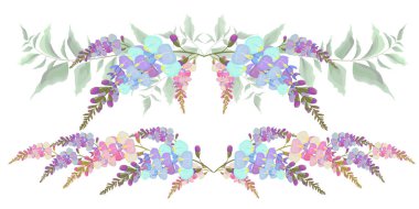 Wisteria çiçeklerinin vektör sınırları. Tüm elementler izole edildi.