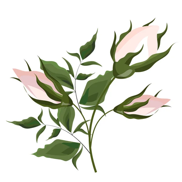 Ilustração vetorial. Buds de rosas rosa com folhagem. Todos os elementos são isolados . —  Vetores de Stock