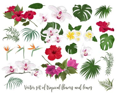 Tropik çiçek ve yaprakların vektör seti. Orkide, amber, canavar, palmiye yaprağı, bougainvillea, strelitzia, frangipani. Beyaz arka planda çiçekler ve yapraklar.
