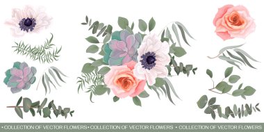 Beyaz arka planda çiçekler. Beyaz şakayıklar, pembe güller, okaliptüsler, sulu bitkiler. Yeşil bitkiler ve yapraklar. Beyaz arkaplanda yeşillik izole.