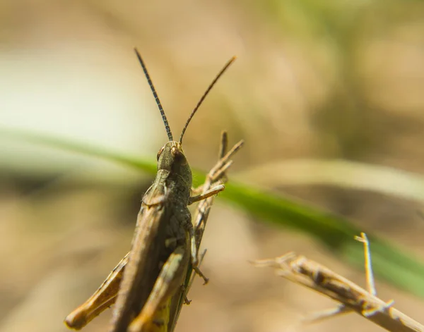 Çimen makro fotoğrafında çekirge.