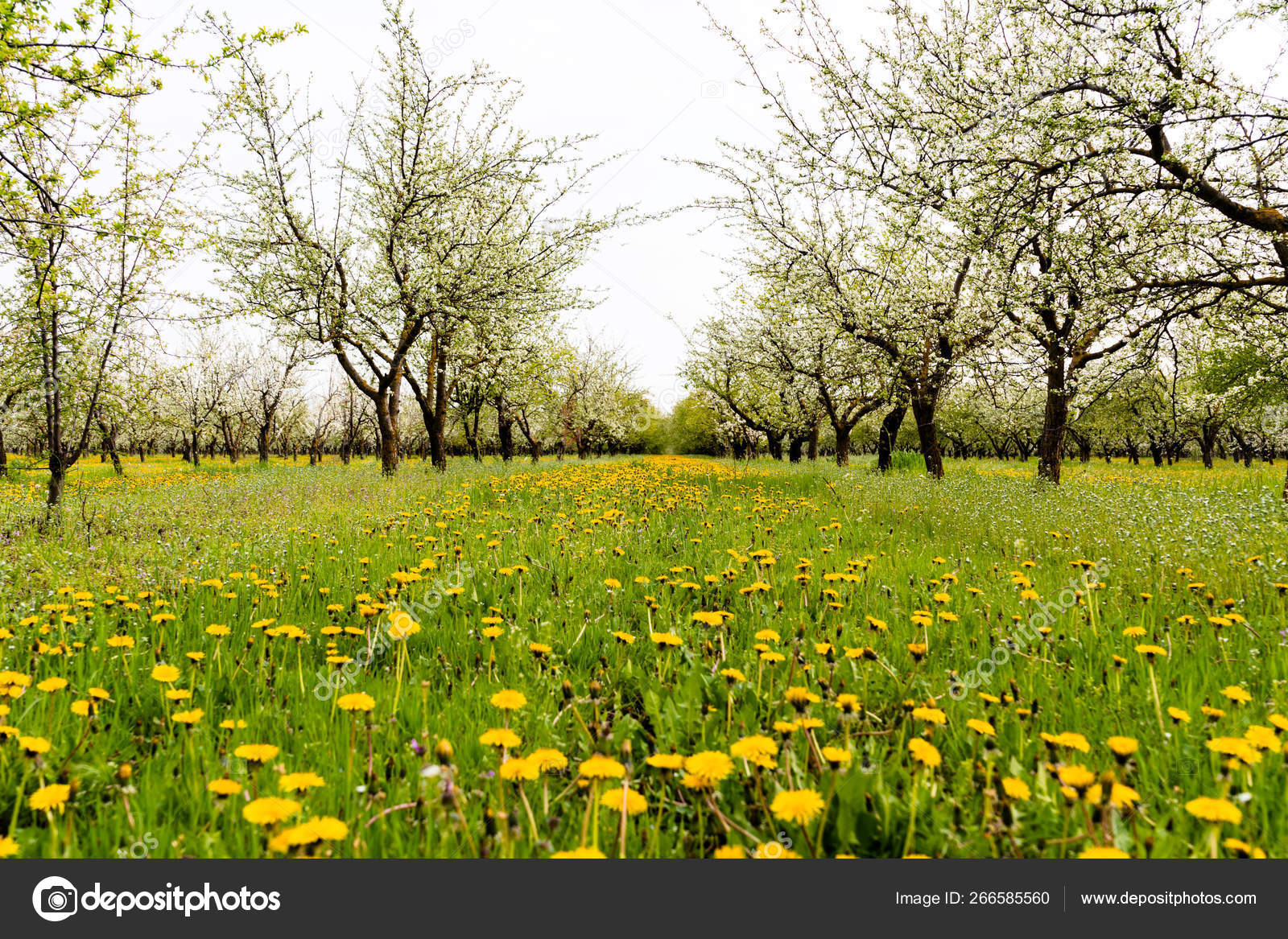 ポートフォリオ Tkachevvic ストック写真 イラストとベクターアート Depositphotos