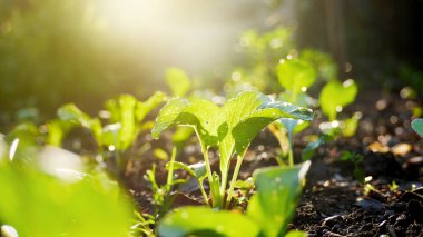 Bahçe içinde marul 