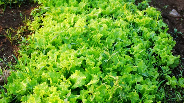 Salade Tuin — Stockfoto