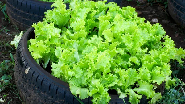 Salade Tuin — Stockfoto