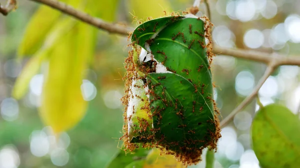 Karınca yuvası yuva bırakır