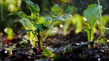 Sabah güneşi kişniş alır