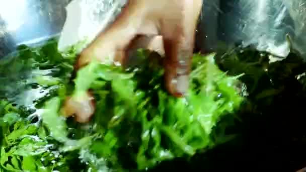 Yemek Pişirmek Için Fesleğen Yapraklarını Yıkayın — Stok video