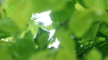 Yapraklarda yağmur yağar