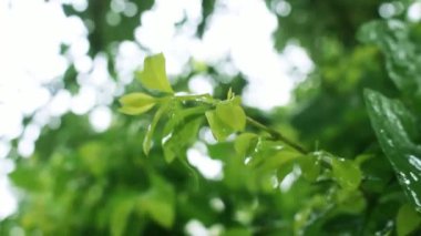 Yapraklarda yağmur yağar