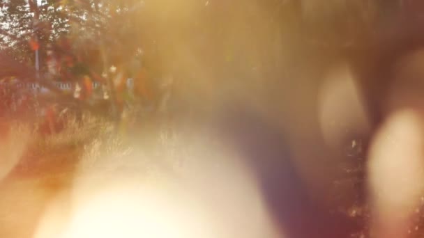 La mise au point n'est pas correcte, rendant le bokeh instable .