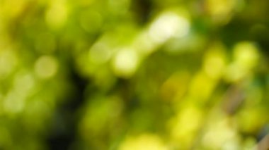 Güzel renkli arka planlar ve bokeh 